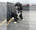 Small Photo #5 Aussiedoodle Puppy For Sale in RUSSELL, IA, USA