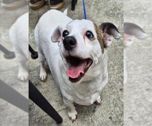 Chihuahua Dogs for adoption in Augusta, GA, USA