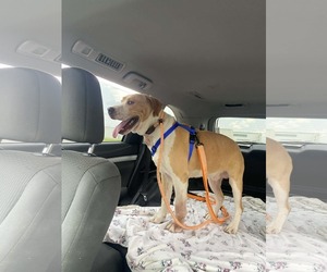 Ryan - Male American Staffordshire Terrier-Boxer Mix Dog for Adoption - Photo #2