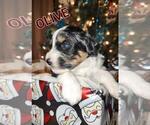 Puppy 3 Aussiedoodle Miniature 