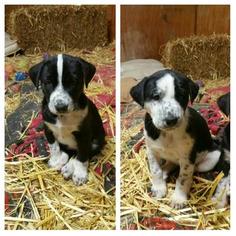 Dalmatian-Siberian Husky Mix Puppy for sale in BOYERS, PA, USA