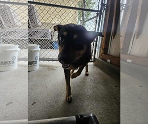 Echo - Male Mutt Dog for Adoption - Photo #3