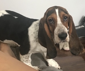 Basset Hound Puppy for sale in GRAND RIVERS, KY, USA