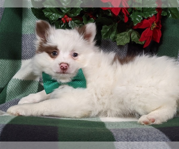 Medium Photo #5 Pomeranian Puppy For Sale in LANCASTER, PA, USA