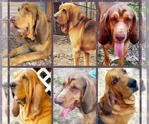 Father of the Bloodhound puppies born on 03/22/2020