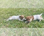 Small Photo #24 Jack Russell Terrier Puppy For Sale in FORT PIERCE, FL, USA
