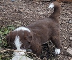 Small Photo #31 Border Collie Puppy For Sale in HARRISON, ID, USA