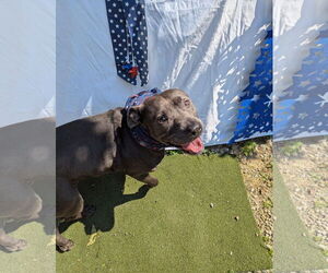 American Staffordshire Terrier-Unknown Mix Dogs for adoption in Calhoun, GA, USA