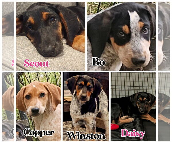 Medium Photo #1 Bluetick Coonhound Puppy For Sale in Blacksburg, SC, USA