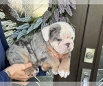 Puppy Lucas Bulldog