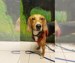 Small #18 Beagle