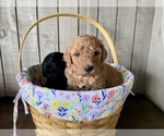 Small Photo #3 Labradoodle Puppy For Sale in DUNN, NC, USA