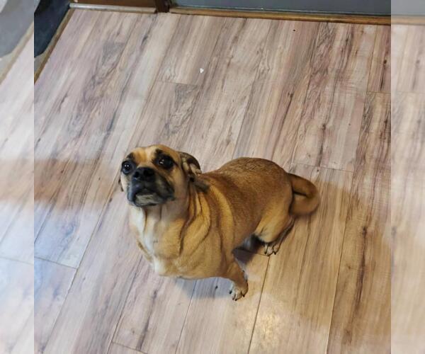 Medium Photo #3 Puggle Puppy For Sale in Rootstown, OH, USA
