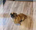 Small #2 Puggle