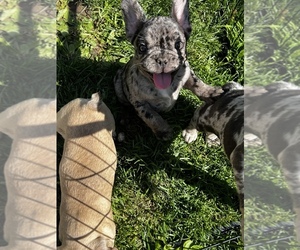 French Bulldog Puppy for sale in CARDINGTON, OH, USA