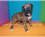 Small #7 Boxer