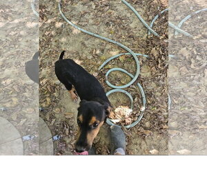 Flint - Male Feist Terrier-Unknown Mix Dog for Adoption - Photo #3