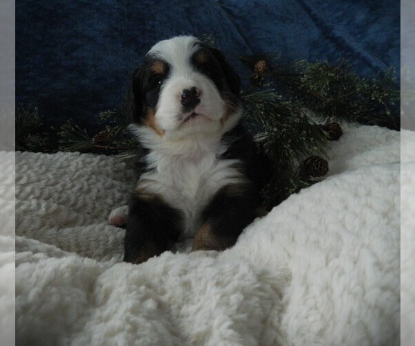 Medium Photo #9 Bernese Mountain Dog Puppy For Sale in CLARE, MI, USA