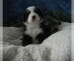 Small Photo #9 Bernese Mountain Dog Puppy For Sale in CLARE, MI, USA