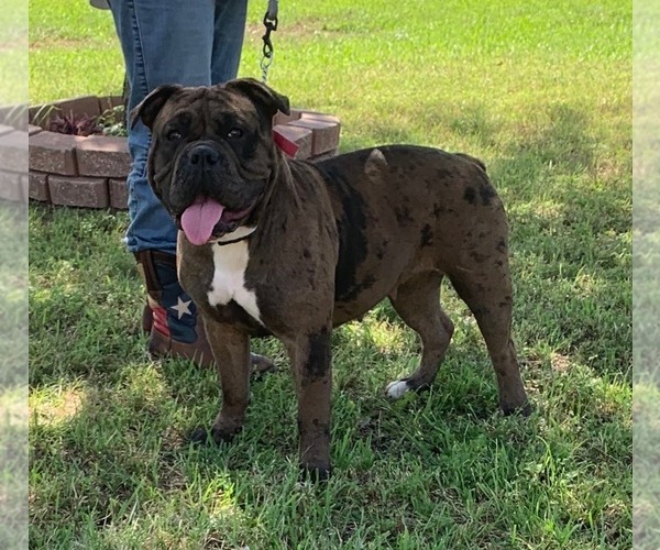 Medium Photo #1 Olde English Bulldogge Puppy For Sale in BOERNE, TX, USA