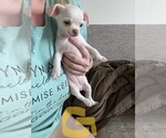 Puppy Puppy 3 Chihuahua
