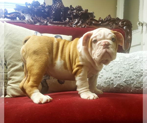 Medium Photo #9 English Bulldog Puppy For Sale in DE WITT, MI, USA