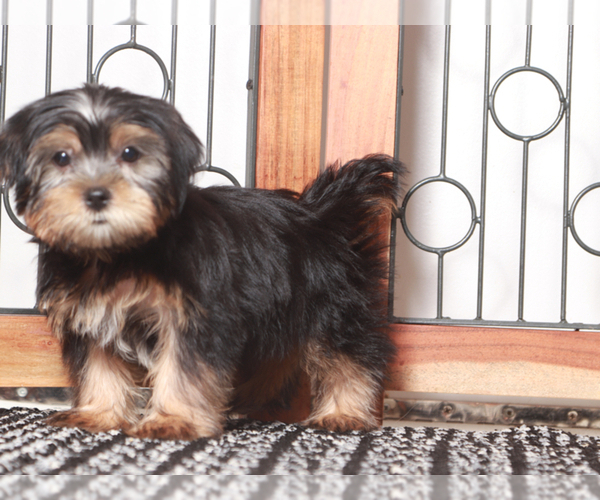 Medium Photo #2 Shorkie Tzu Puppy For Sale in NAPLES, FL, USA