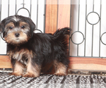 Small #1 Shorkie Tzu