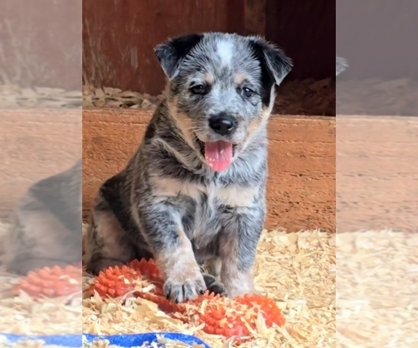 Medium Photo #2 Australian Cattle Dog Puppy For Sale in CURRAN, MI, USA
