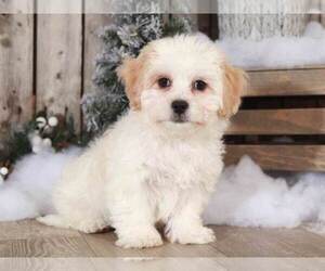 Zuchon Puppy for sale in MOUNT VERNON, OH, USA