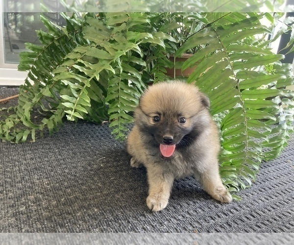 Medium Photo #2 Pomeranian Puppy For Sale in BENTON, IL, USA