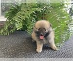 Small Photo #2 Pomeranian Puppy For Sale in BENTON, IL, USA