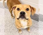 Small #1 Black Mouth Cur Mix
