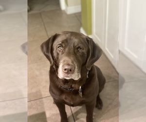 Father of the Labrador Retriever puppies born on 04/20/2025