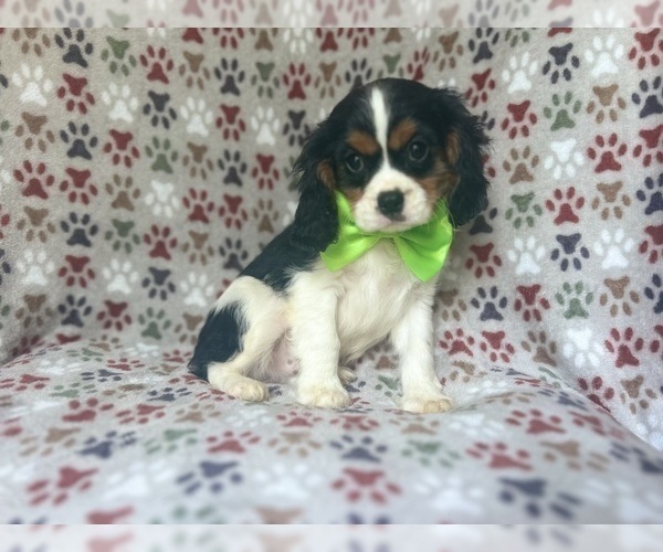 Medium Photo #9 Cavalier King Charles Spaniel Puppy For Sale in LAKELAND, FL, USA