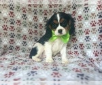 Small #8 Cavalier King Charles Spaniel