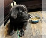 Small Photo #6 Labrador Retriever Puppy For Sale in Holly Springs, NC, USA