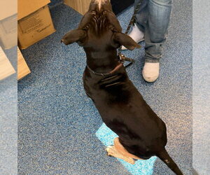 26-296 Bugg - Male Mutt Dog for Adoption - Photo #2