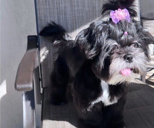 Medium Photo #3 Shih Tzu Puppy For Sale in MIAMI, FL, USA