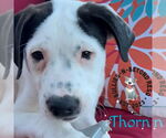 Small #5 Staffordshire Bull Terrier Mix