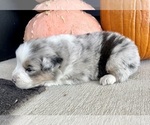 Small #3 Australian Shepherd