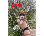 Small Photo #2 Boxer Puppy For Sale in CLAYTON, DE, USA