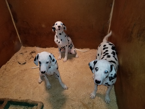 Medium Photo #6 Dalmatian Puppy For Sale in DUVALL, WA, USA