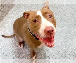 American Pit Bull Terrier Dogs for adoption in Houston, TX, USA