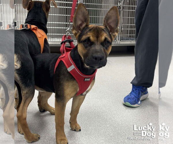 Medium Photo #3 German Shepherd Dog-Unknown Mix Puppy For Sale in Washington, DC, USA