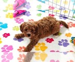 Small #1 Cavapoo (Miniature)-Poodle (Toy) Mix