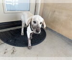 Small #2 Labrador Retriever