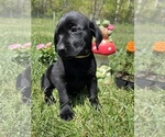 Small #4 Labrador Retriever