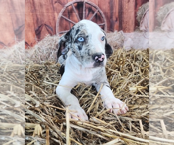 Medium Photo #12 Catahoula Leopard Dog Puppy For Sale in CUMBY, TX, USA