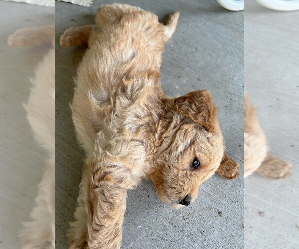 Medium Photo #7 Labradoodle Puppy For Sale in BOISE, ID, USA